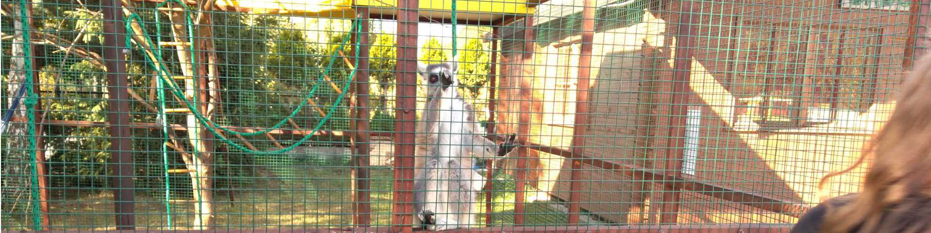 Lemur w Lemur parku