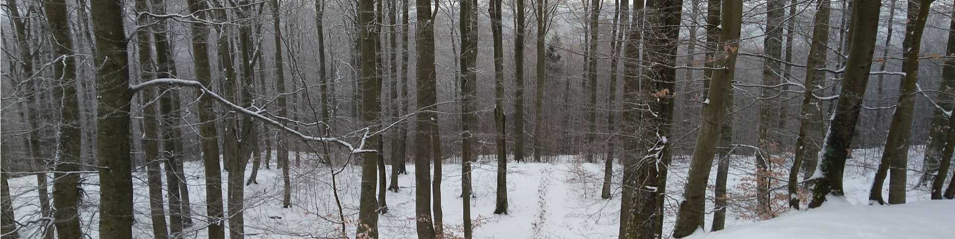 zaśnieżony las zimą