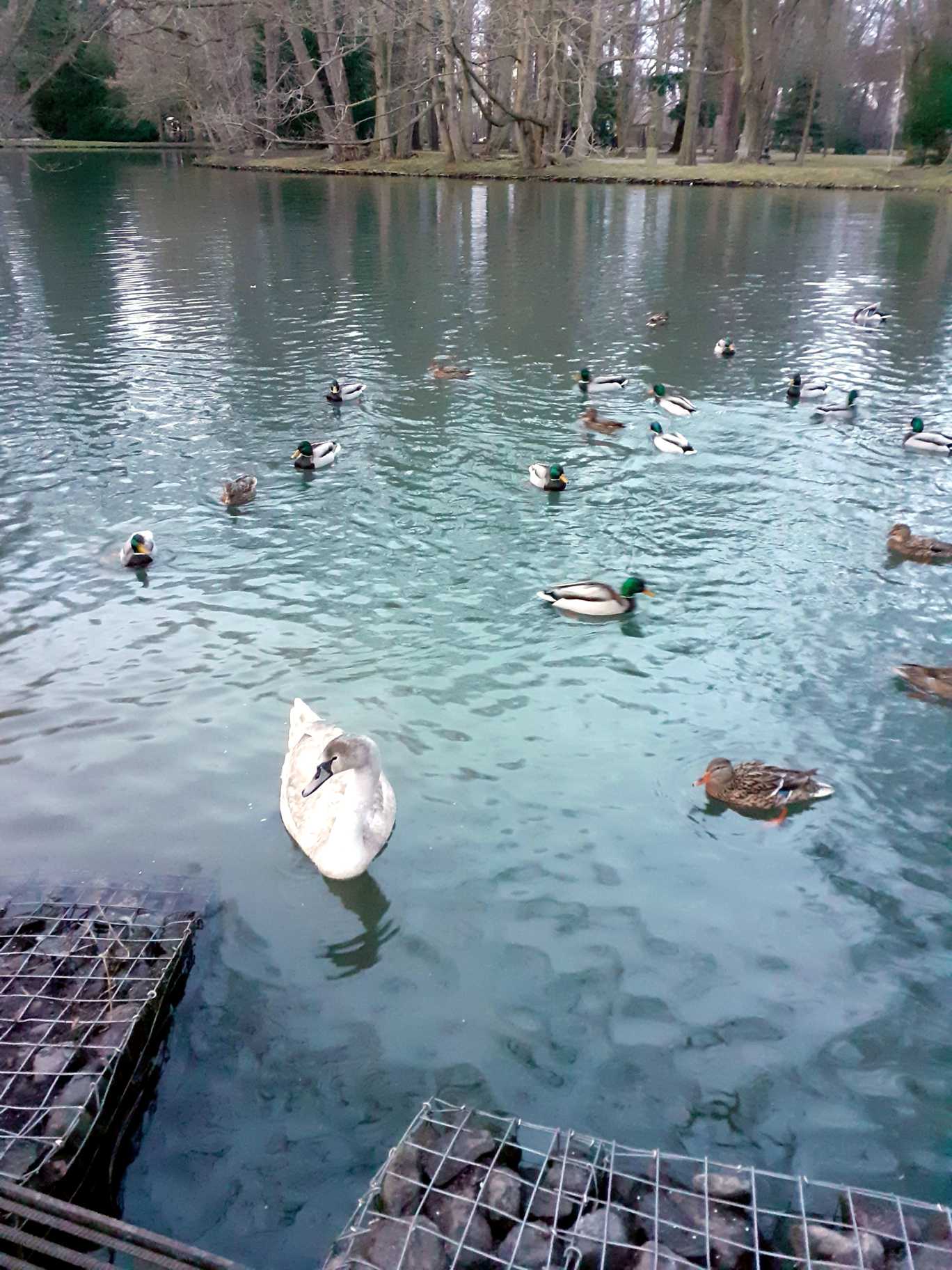 Ptaki w jeziorze w Parku Oliwskim